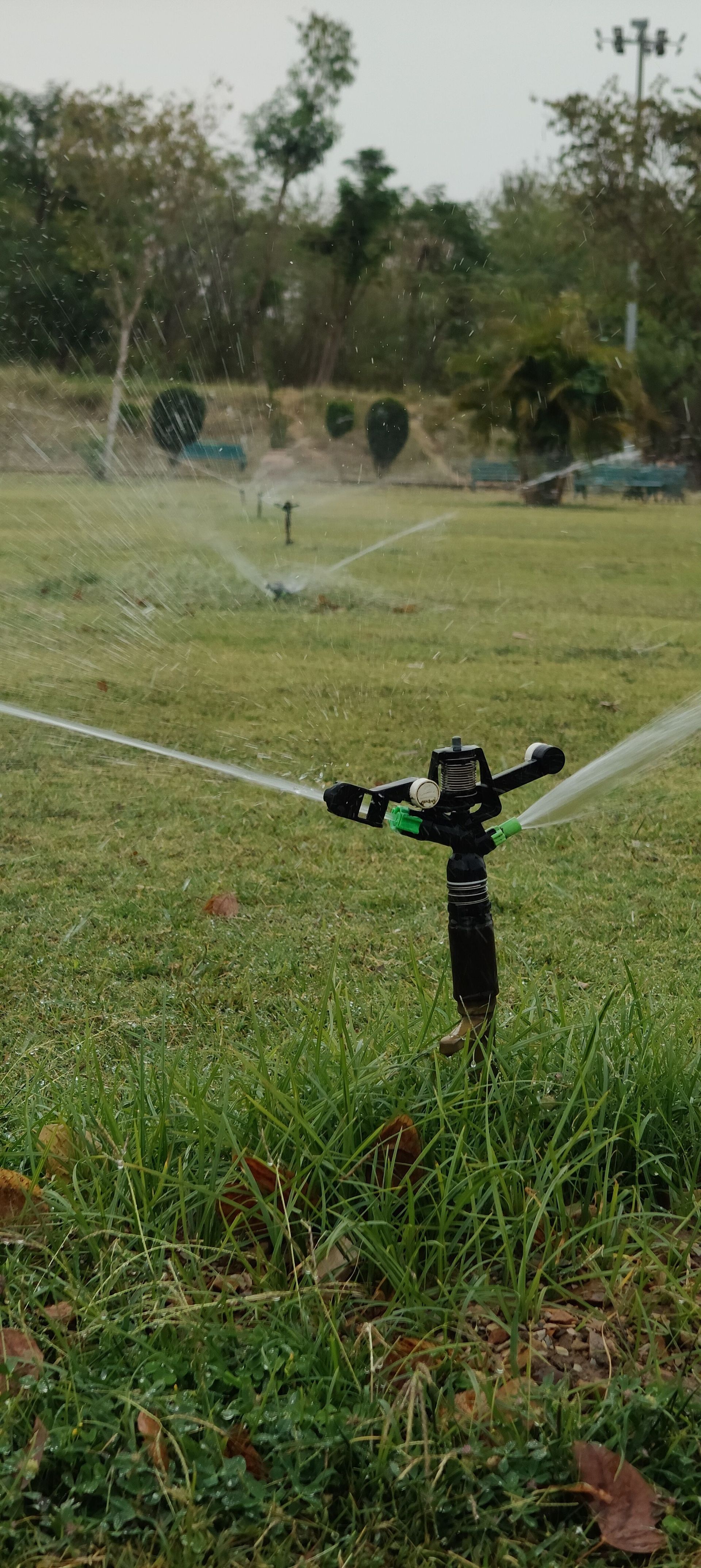 Rotating sprinkler watering a lush green lawn on an overcast day. Perfect for gardening themes.