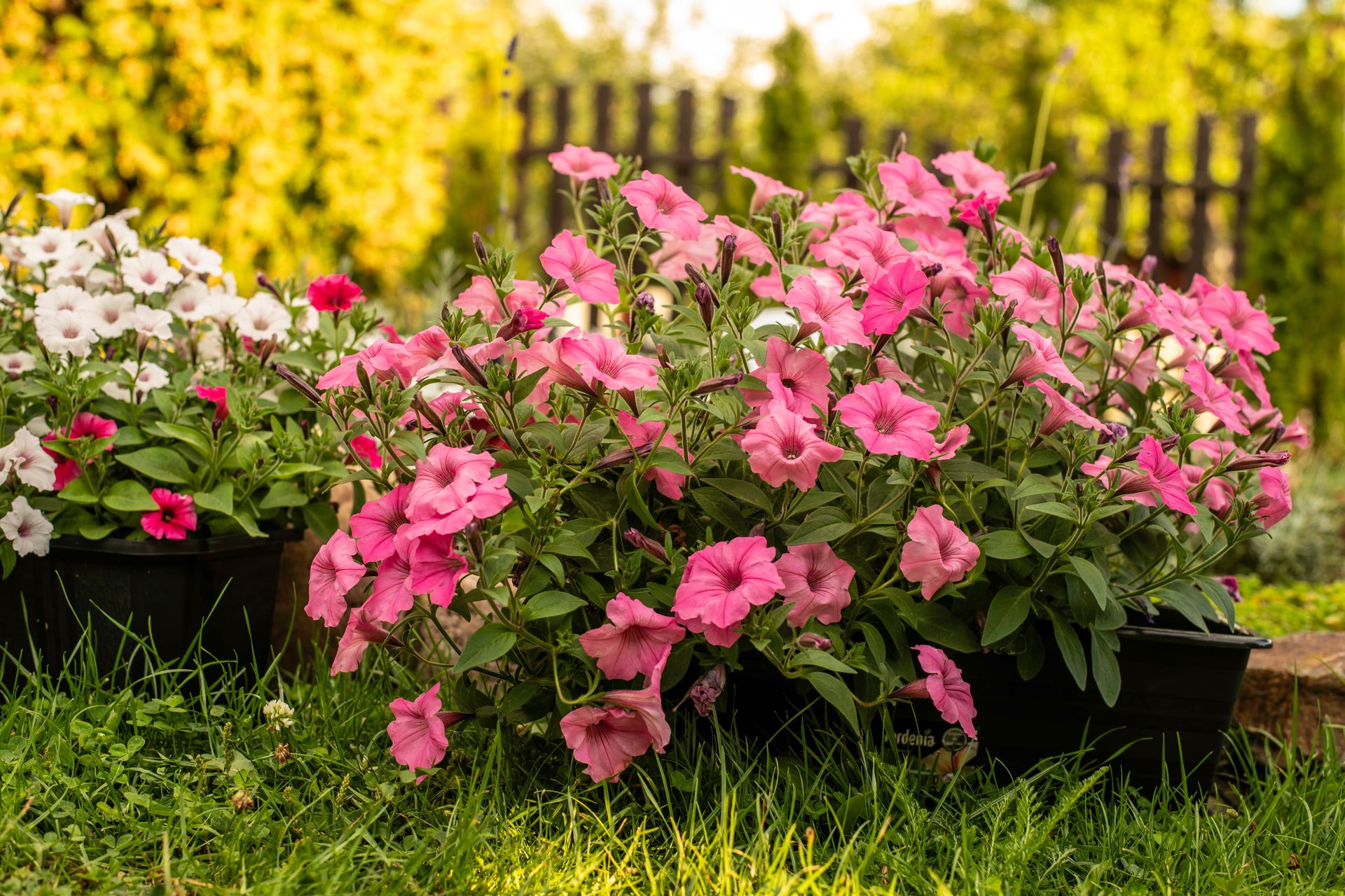 Colorful petunias in full bloom under bright sunlight in a tranquil garden setting.