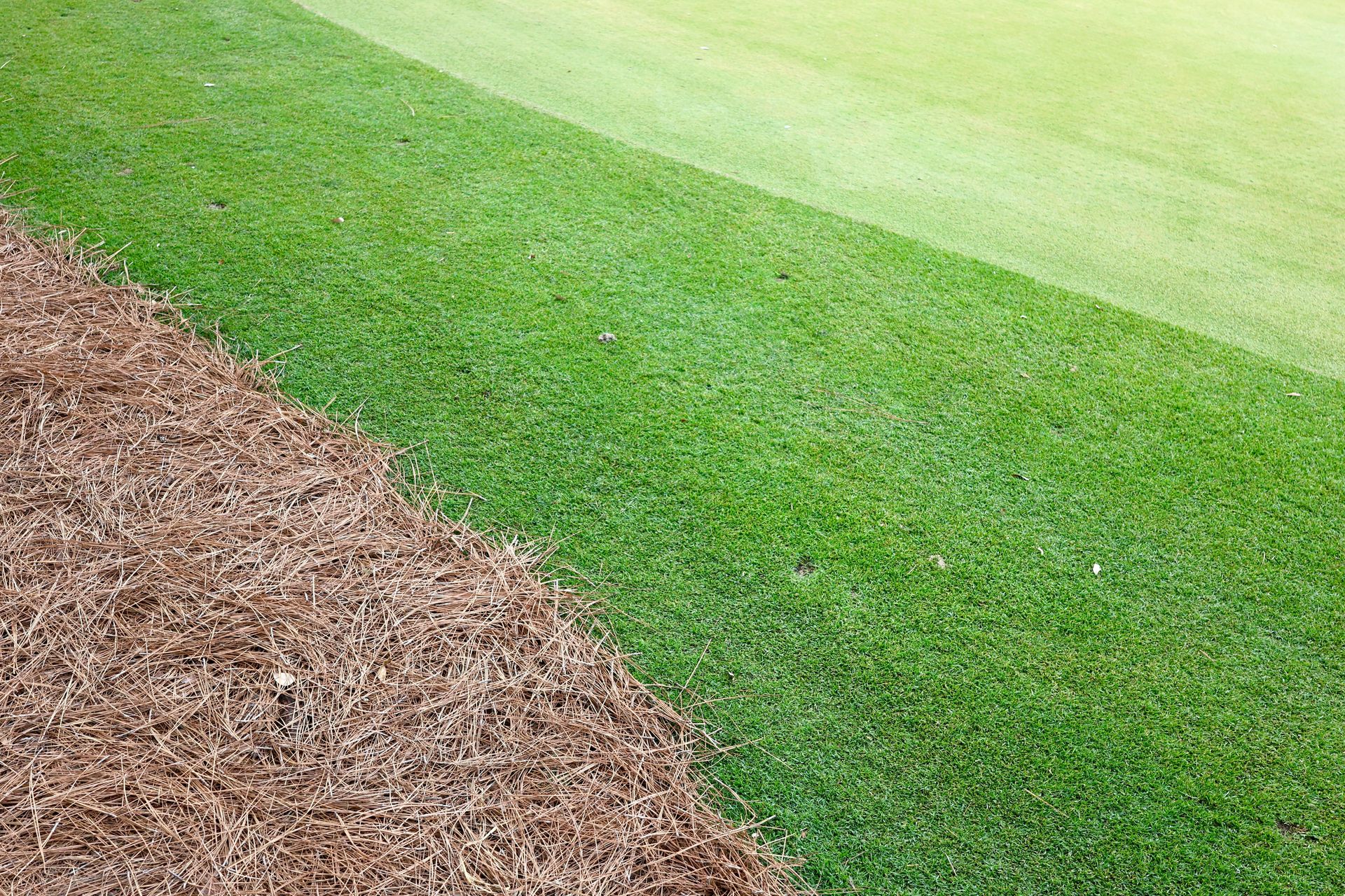 Green grass transitions to brown pine needles.
